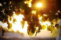 Sun drenched leaves - Studio Lana