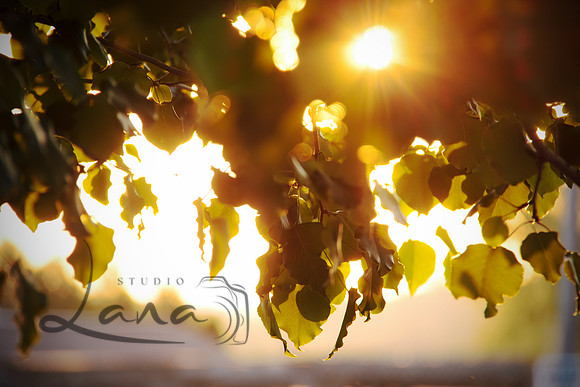 Sun drenched leaves - Studio Lana