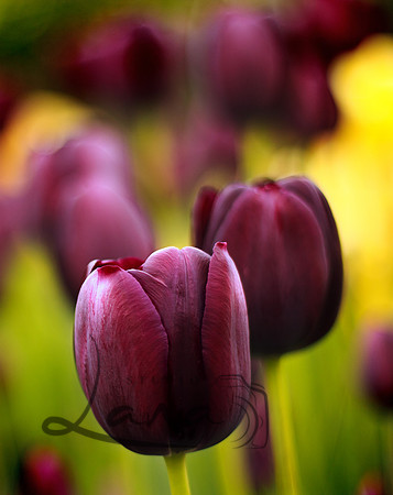 Dark Tulip - Studio Lana